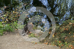 Wild duck on the bank of a pond