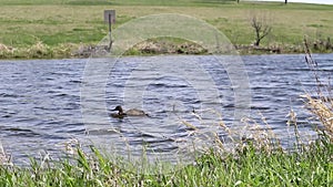 wild duck, blown by the wind, swim on a small pond