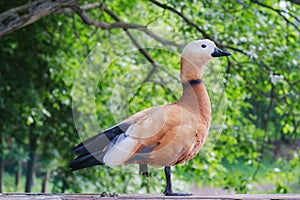 Wild duck with bright red feathers in city park