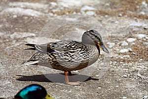 Wild duck on a dirt road