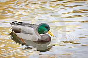 Wild duck drake photo. Birdwatching