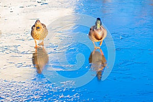 Wild duck and drake walk on thin ice.