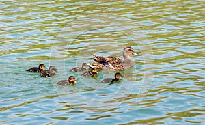Wild duck with duckling photo
