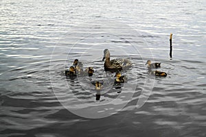 Wild duck with ducklings