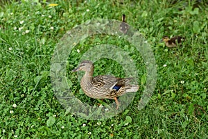 Wild duck with ducklings on the bank of the pond