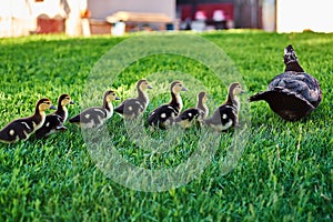 Wild duck with ducklings relax on grass