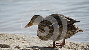 Wild duck eats bread close-up. Feeding ducks in the pond in the first person