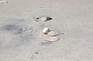 Wild Duck Egg close up on Baltic Sandy Beach