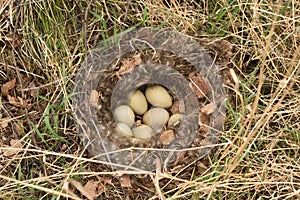 Wild duck eggs in nest with down