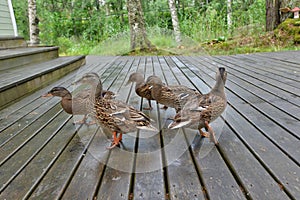 Wild duck family