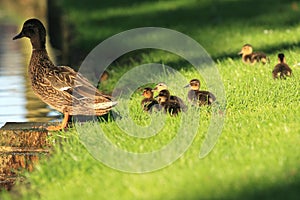 Wild duck family