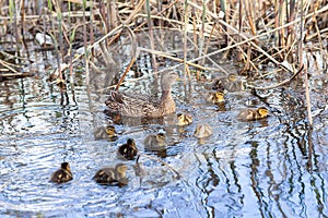 Wild duck family group swimming in the lake. Mother duck with her ducklings.