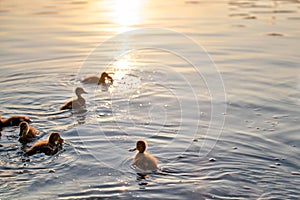 Wild duck family of mother bird and her chicks swimming on lake water at bright sunset. Birdwatching concept