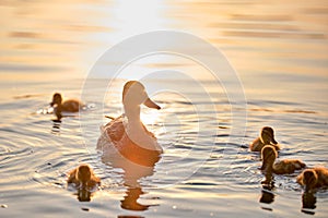 Wild duck family of mother bird and her chicks swimming on lake water at bright sunset. Birdwatching concept