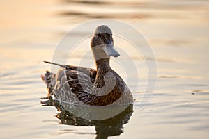 Wild duck family of mother bird and her chicks swimming on lake water at bright sunset. Birdwatching concept