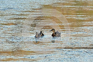 The wild duck family is swimmingin the river