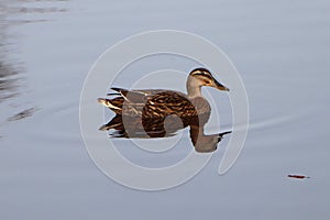 Wild duck female