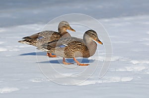 Wild duck female (Anas platyrhynchos)