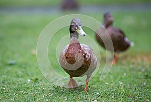 Wild duck female on grass