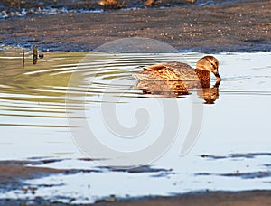 Wild duck, female mallard, obidos lagoon, portugal