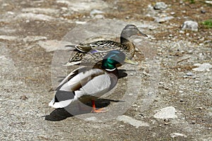 Wild duck on a dirt road