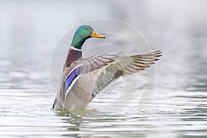 Wild duck flapping wings, mallard male Anas platyrhynchos