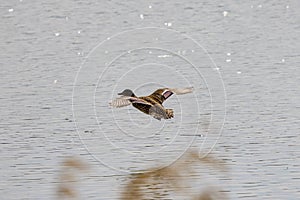 a wild duck in flight photo