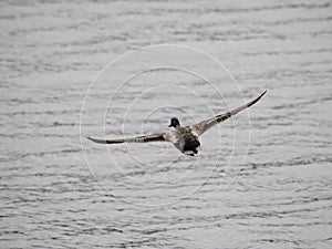 Wild duck in flight over river