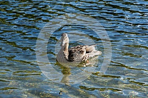 Wild duck floating on the lake surface