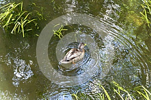 wild duck floating on the watery surface