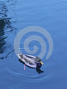 A wild duck floats quietly on the water..