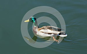 Wild duck floats on the river (Anas platyrhynchos)