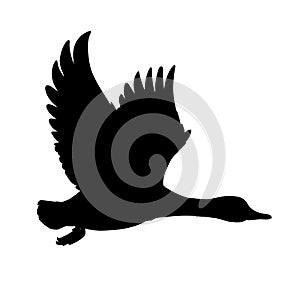 Wild Duck flying. Drake. Vector illustration of black silhouette of bird Mallard isolated on a white background for your