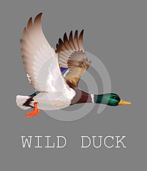 Wild Duck flying. Drake. Vector illustration of realistic bird Mallard isolated on a grey background for your design photo