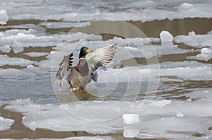 Wild duck flying over a frozen river