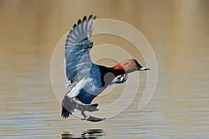 Wild duck flying over the lake (aythya ferina)