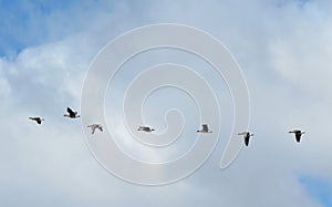 Wild duck flying in sky