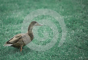 Wild duck on grass filed