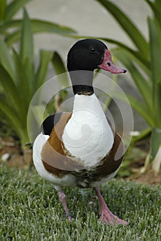 Wild duck on the grass of a public park photo