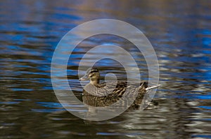 Duck surrounded by blue lake photo