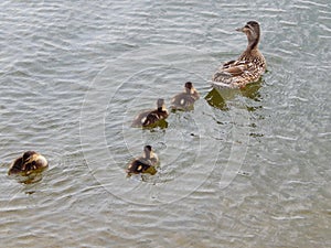 A wild duck with its small newly born ducklings.
