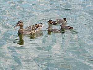 Ente sein klein neu geboren 