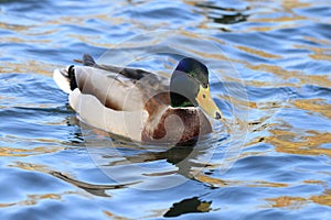 Wild duck in the lake