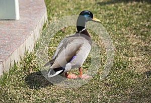 Wild duck. (Latin: Anas platyrhynchos).