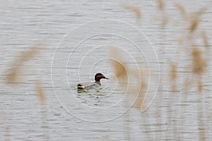 wild duck like a lake photo