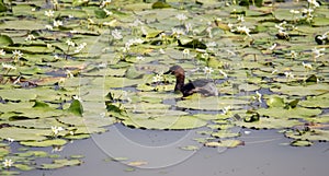Wild duck (Little Grebe) swimming among Lilypad`s
