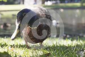 Wild duck, looking into camera, close-up