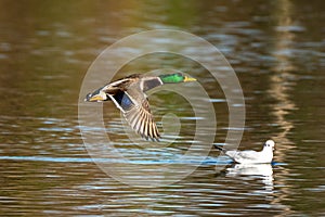 Wild duck or mallard, Anas platyrhynchos flying over a lake