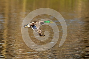 Wild duck or mallard, Anas platyrhynchos flying over a lake