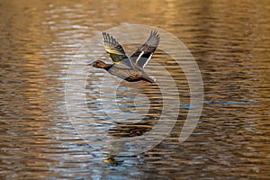 Wild duck or mallard, Anas platyrhynchos flying over a lake